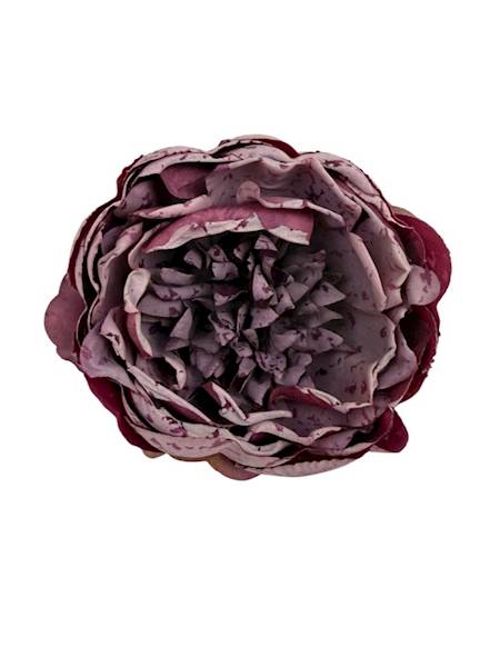 Piwonia główka 9 cm fiolet