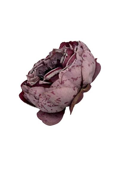 Piwonia główka 9 cm fiolet