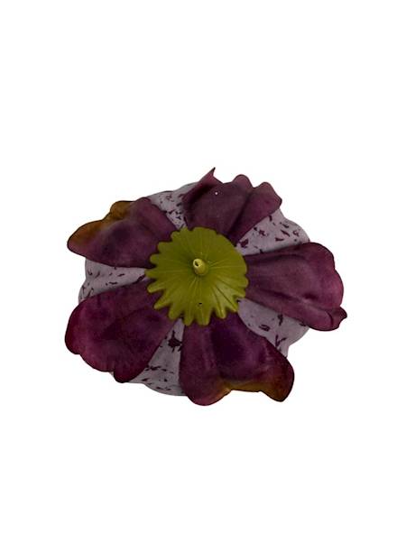 Piwonia główka 9 cm fiolet