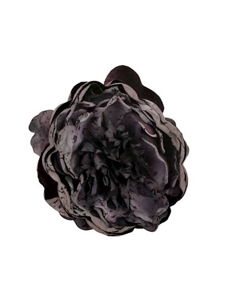 Piwonia główka 9 cm ciemny fiolet