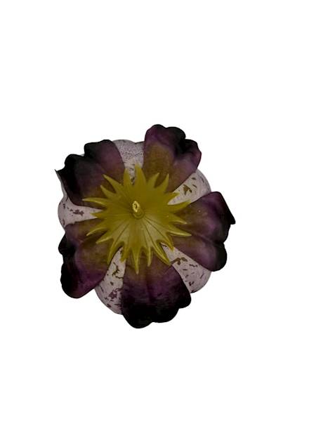 Piwonia główka 9 cm ciemny fiolet