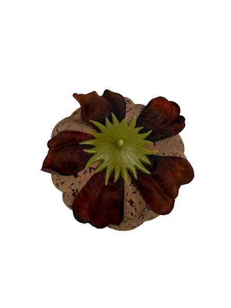 Piwonia główka 9 cm brąz