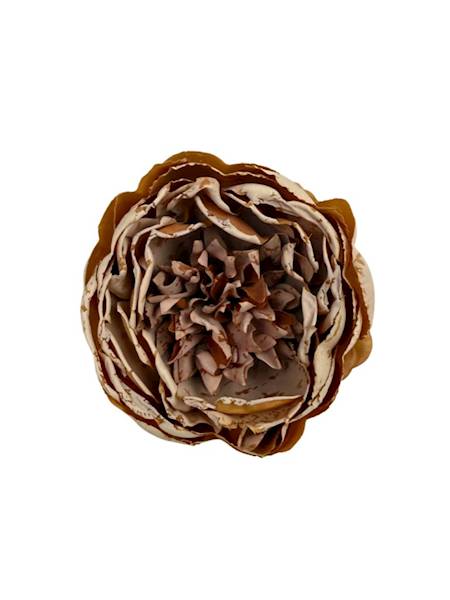 Piwonia główka 9 cm jasny pomarańcz