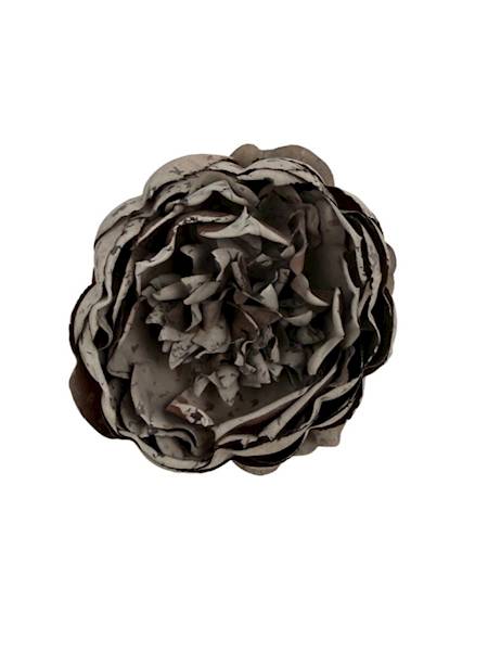 Piwonia główka 9 cm czekoladowa