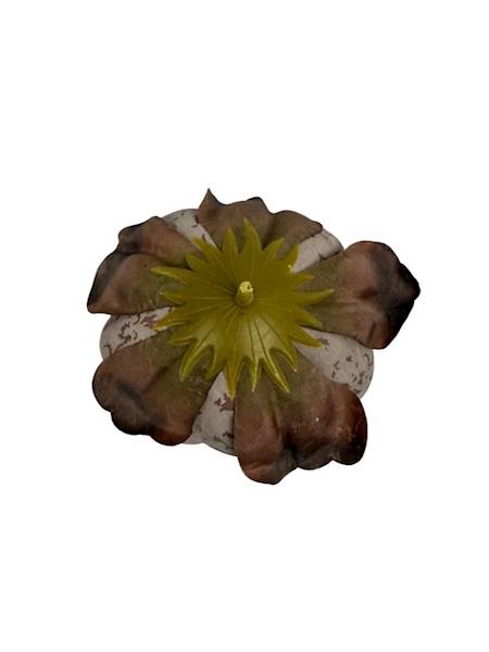 Piwonia główka 9 cm czekoladowa