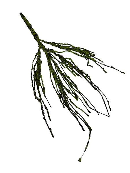 Korzeń ozdobny 48 cm zielony