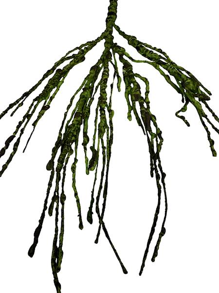 Korzeń ozdobny 48 cm zielony