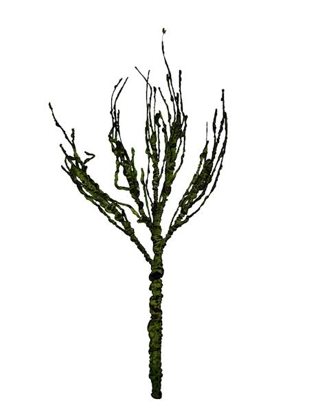 Korzeń ozdobny 48 cm zielony