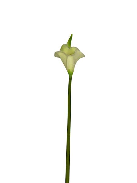 Kalia piankowa gałązka 44 cm jasny żółty