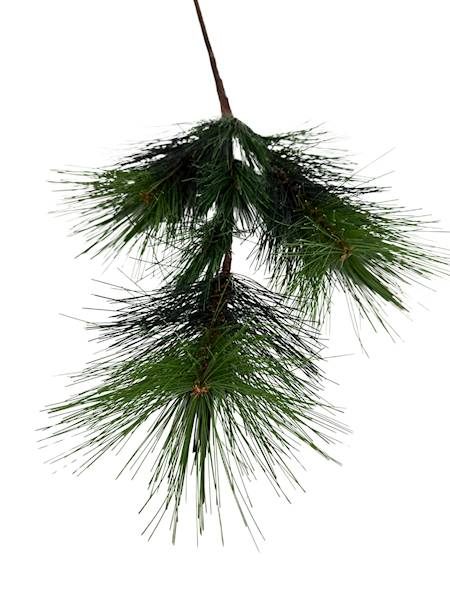 Sosna gałązka 68 cm 