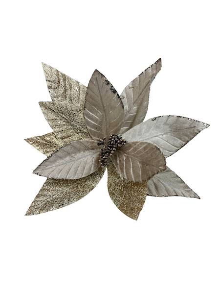 Magnolia złota 33 cm