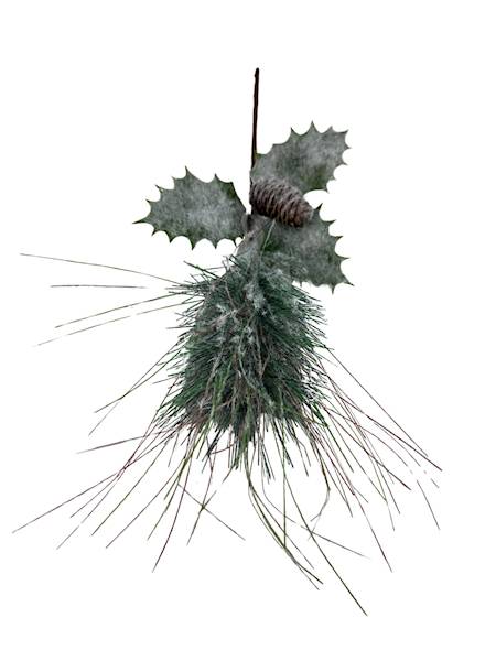 Sosna omszona z szyszką pik 33 cm