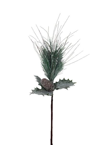 Sosna omszona z szyszką pik 33 cm