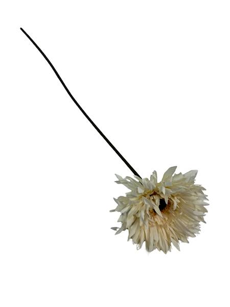 Aster gałązka 45 cm kremowy