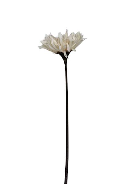 Aster gałązka 45 cm kremowy