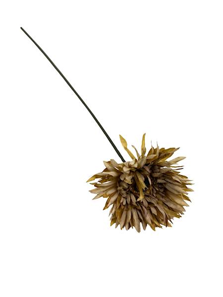 Aster gałązka 45 cm jasny brąz