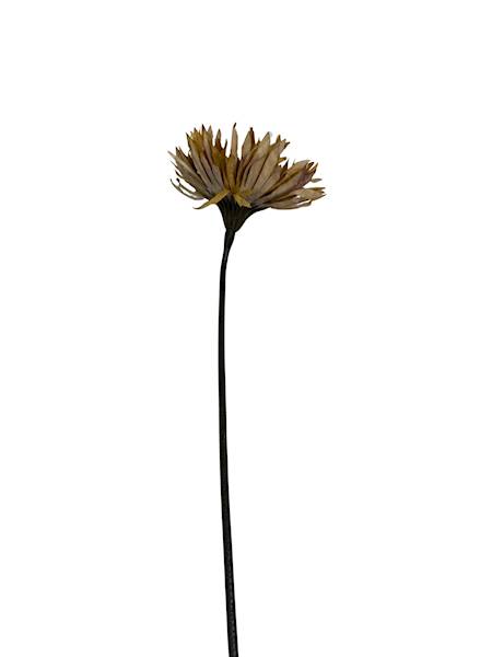 Aster gałązka 45 cm jasny brąz