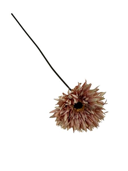 Aster gałązka 45 cm brudny róż