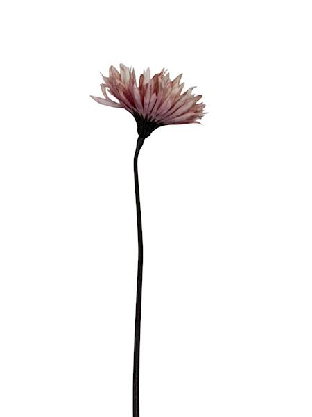 Aster gałązka 45 cm brudny róż