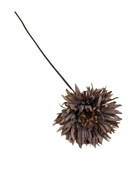 Aster gałązka 45 cm brąz