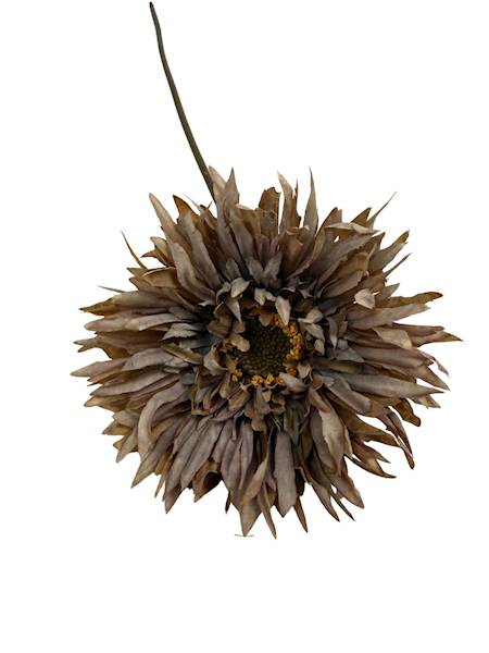 Aster gałązka 45 cm brąz