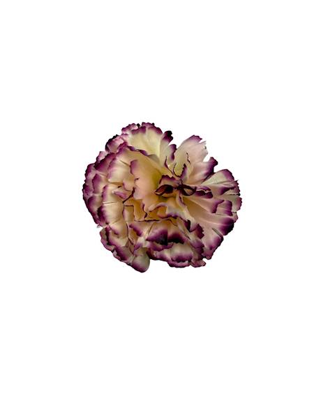 Goździk główka 8 cm purpurowo kremowy