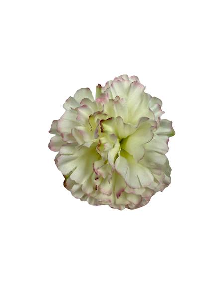 Goździk główka 8 cm biały z różem i zielonym