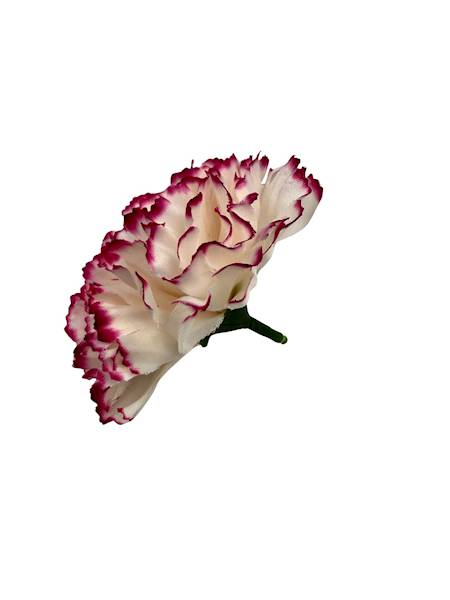 Goździk główka 8 cm biały z różem