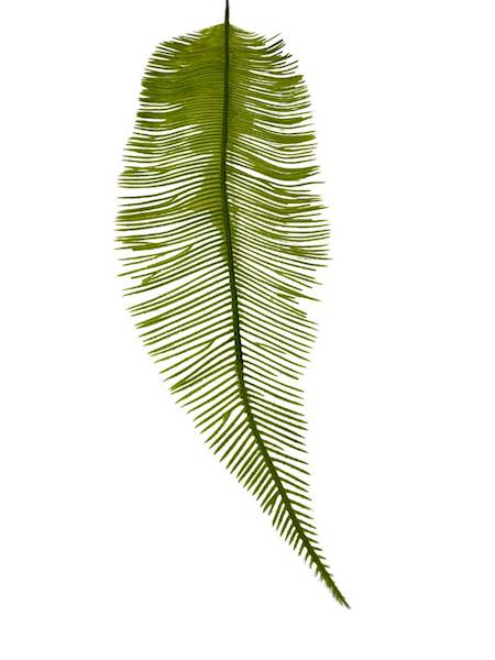 Liść palmy paproci 54 cm jasno zielony