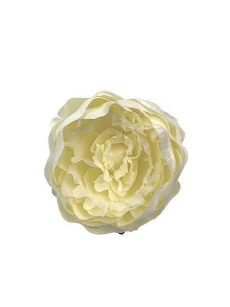 Piwonia główka 12 cm kremowa