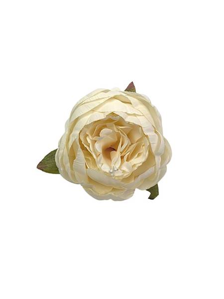 Piwonia główka 7 cm kremowa