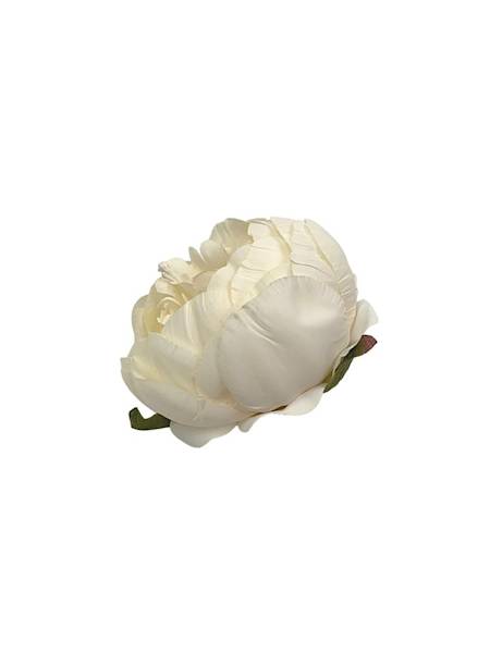 Piwonia główka 7 cm kremowa
