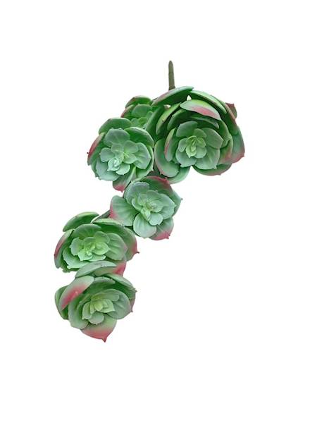 Sukulent gumowy 32 cm