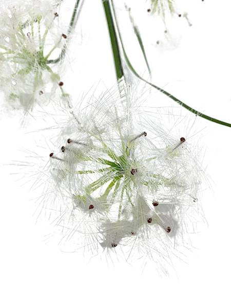 Dmuchawce gałązka 80 cm