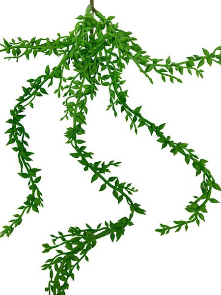 Sukulent zwisający senecio 58 cm zielony