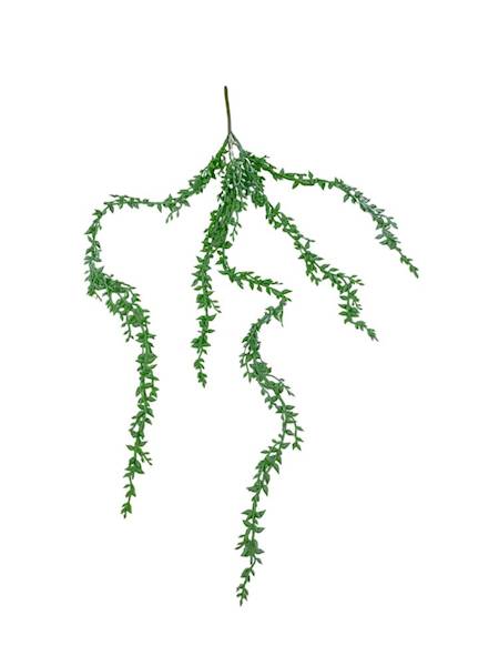 Sukulent zwisający senecio 58 cm jasno zielony