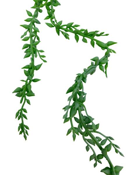 Sukulent zwisający senecio 58 cm jasno zielony