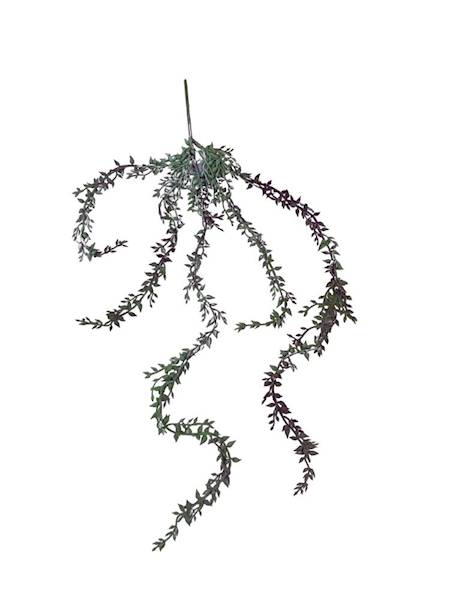 Sukulent zwisający senecio 58 cm fioletowo zielony