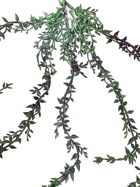 Sukulent zwisający senecio 58 cm fioletowo zielony