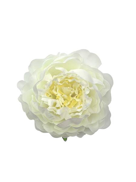 Piwonia główka 12 cm biała / jasny krem