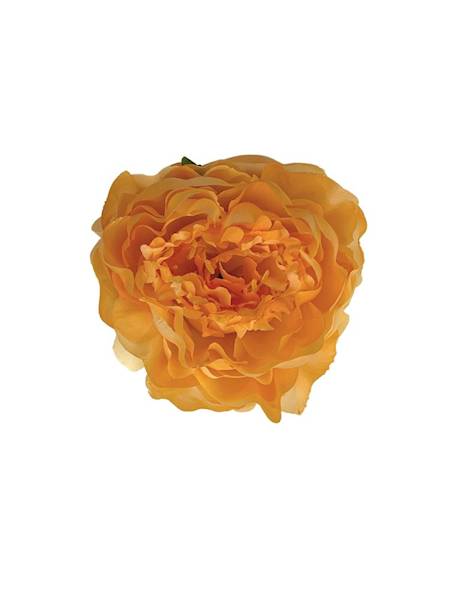 Piwonia główka 12 cm jasny pomarańcz