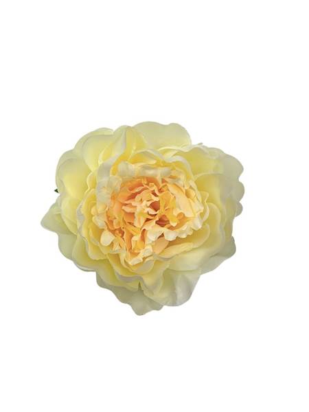 Piwonia główka 12 cm krem / jasna brzoskwinia
