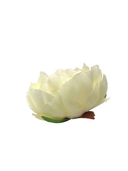 Piwonia główka 12 cm krem / jasna brzoskwinia