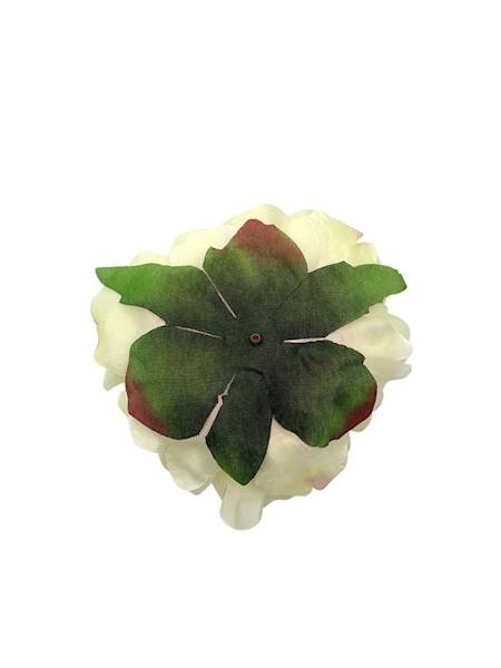 Piwonia główka 12 cm krem / jasna brzoskwinia