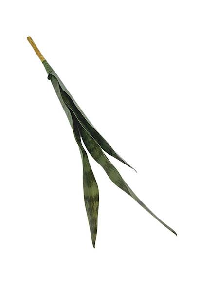 Sansewiera 68 cm zielona