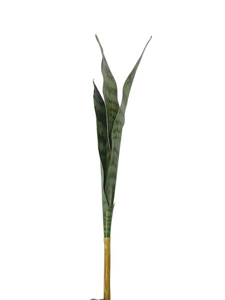 Sansewiera 68 cm zielona