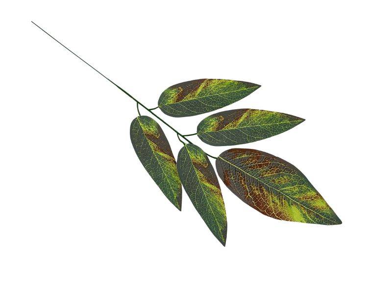 Liść mango 57 cm kolorowy