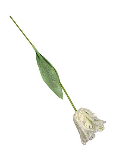 Tulipan papuzi 70 cm kremowy