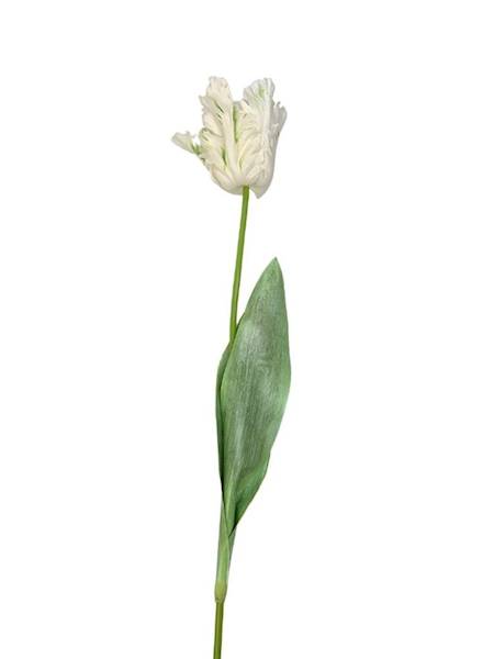 Tulipan papuzi 70 cm kremowy