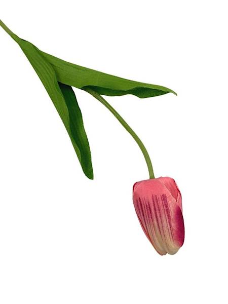 Tulipan gałązka 50 cm róż krem